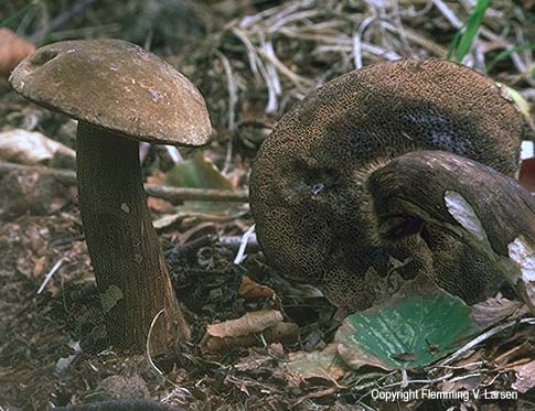Porphyrellus porphyrosporus (49 K)
